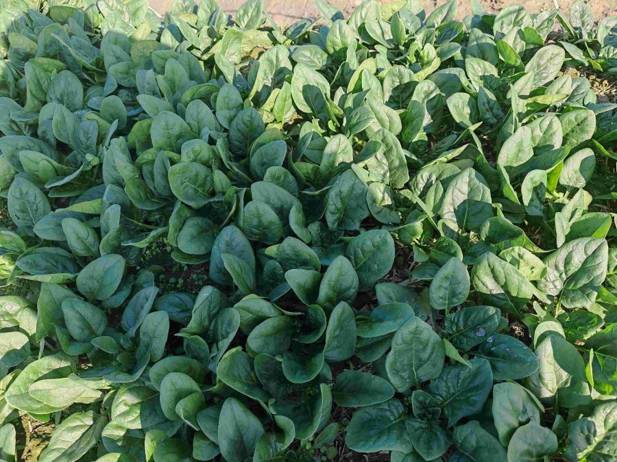 广良8098菠菜（预告）