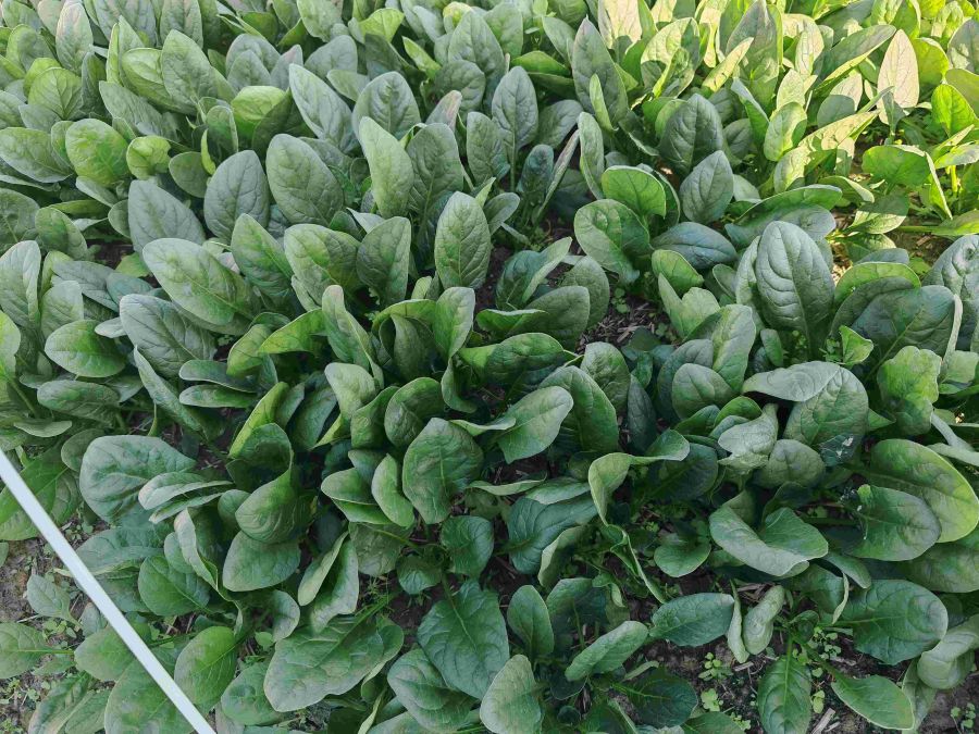 2401菠菜（预告）