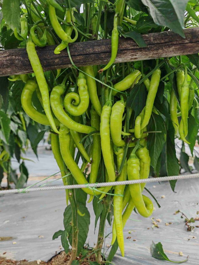 25SP-22线椒（预告）