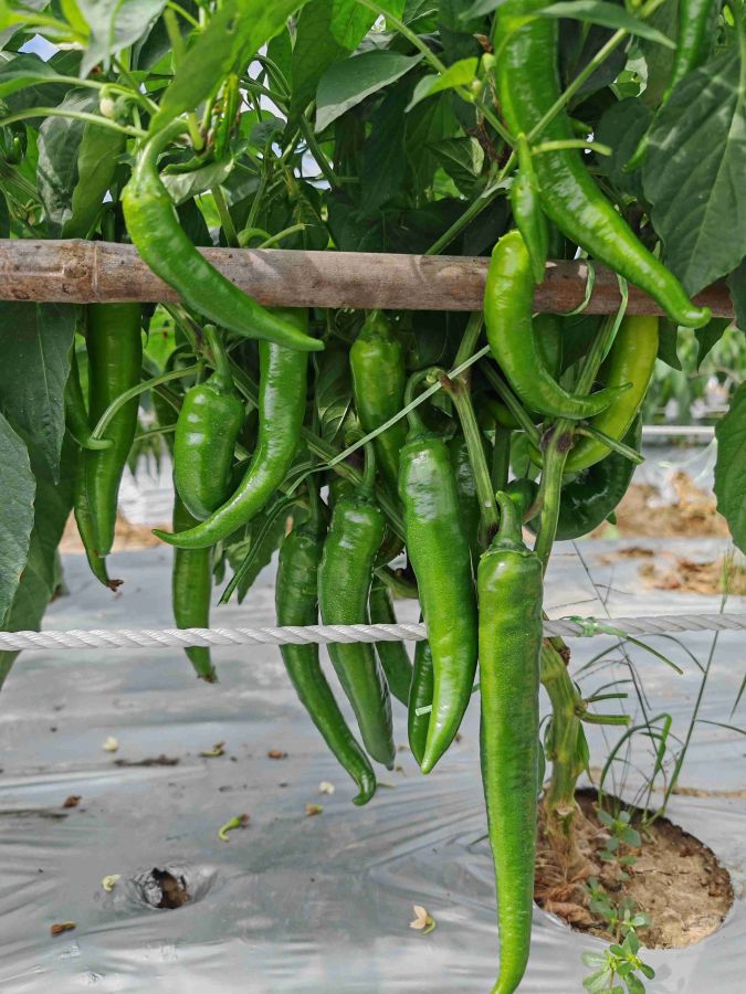 25SP-23线椒（预告）