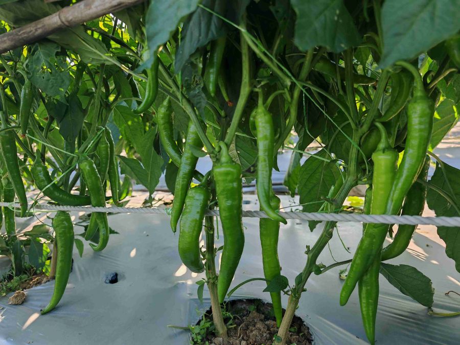 25SP-24线椒（预告）