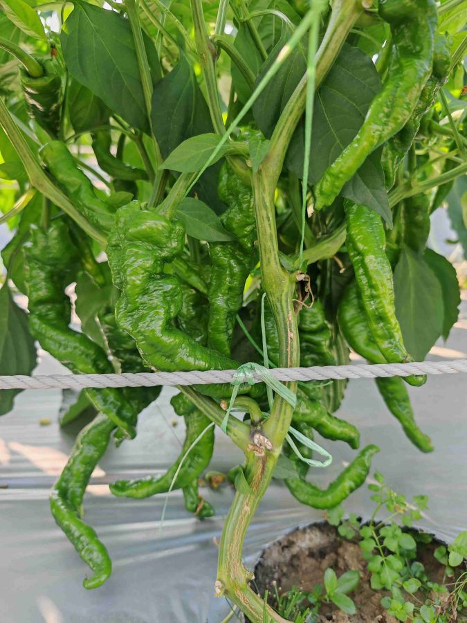 GZP24138螺丝椒（预告）