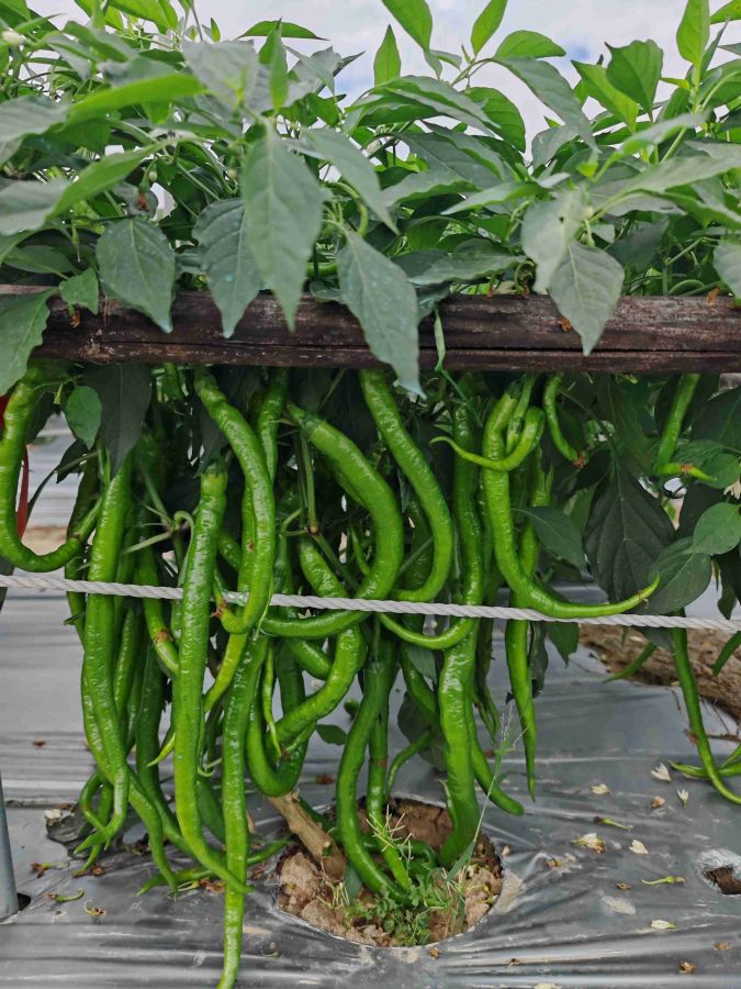 GZP24132线椒（预告）