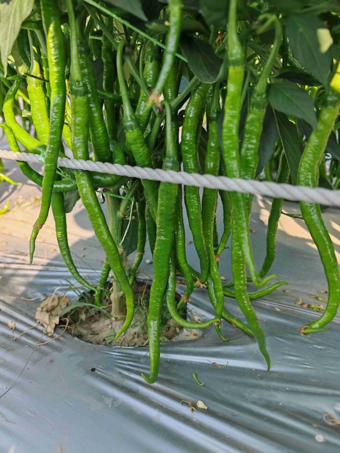 GZP24129线椒（预告）