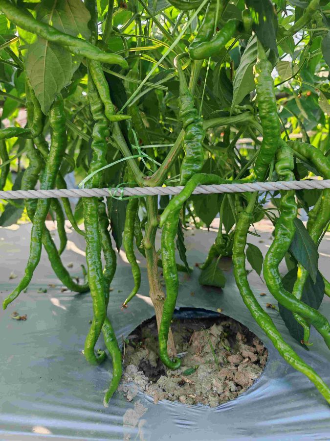 GZP24125螺丝线椒（预告）