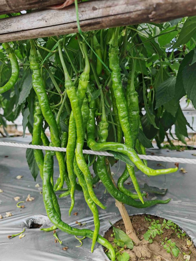 GZP24123螺丝线椒（预告）