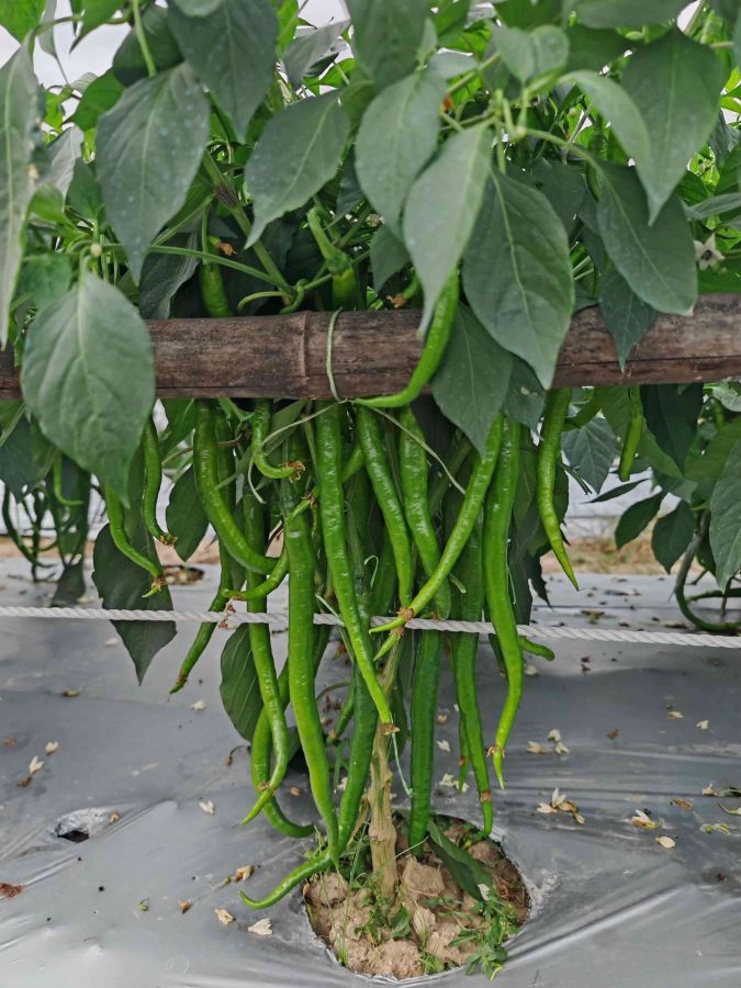 GZP24122线椒（预告）