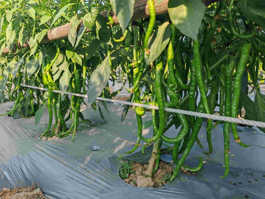 GZP24120线椒（预告）