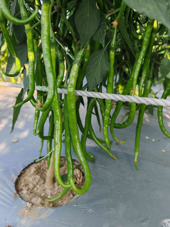 GZP24119线椒（预告）