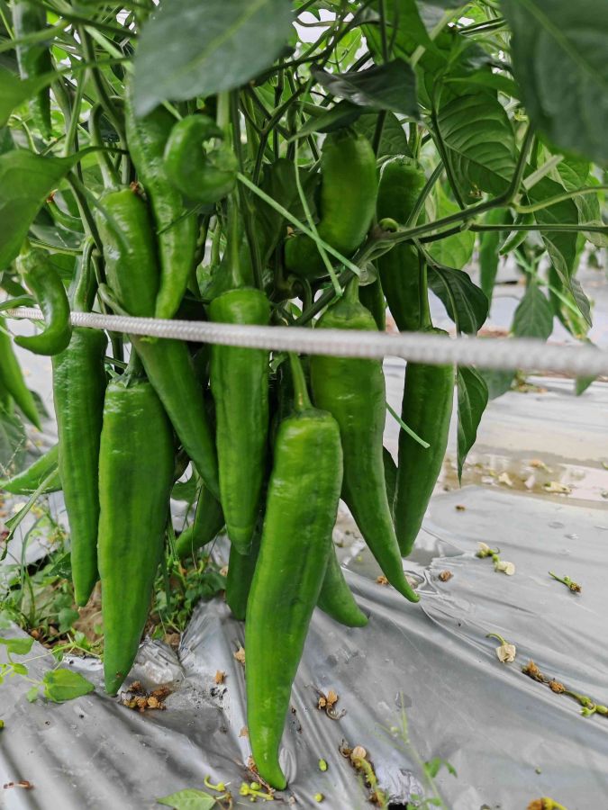 GZP24115大果青皮椒（预告）