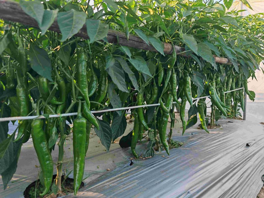 GZP24116大果青皮椒（预告）