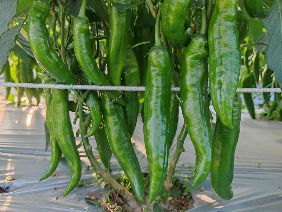 GZP24114大果青皮椒（预告）