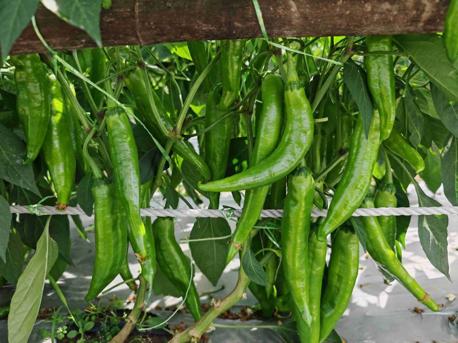 GZP24112大果青皮椒（预告）