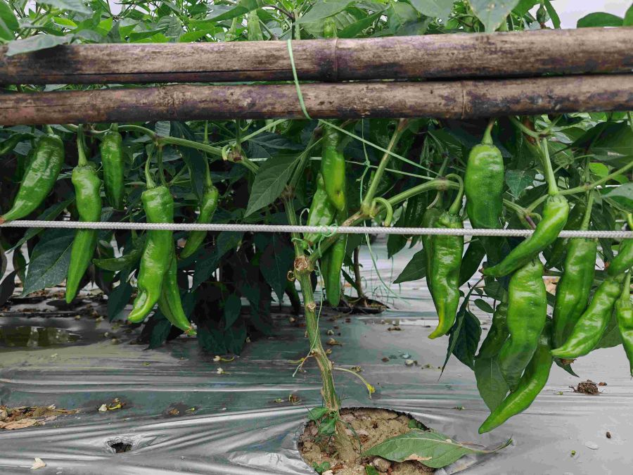 GZP24108大果青皮椒（预告）