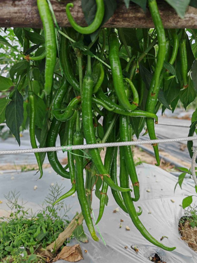 GZP23202线椒（预告）