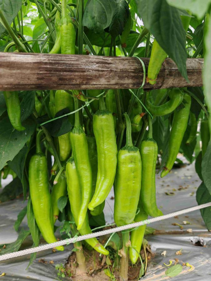 GZP23114大果青皮椒（预告）