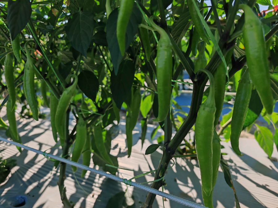 香妃977辣椒（预告）