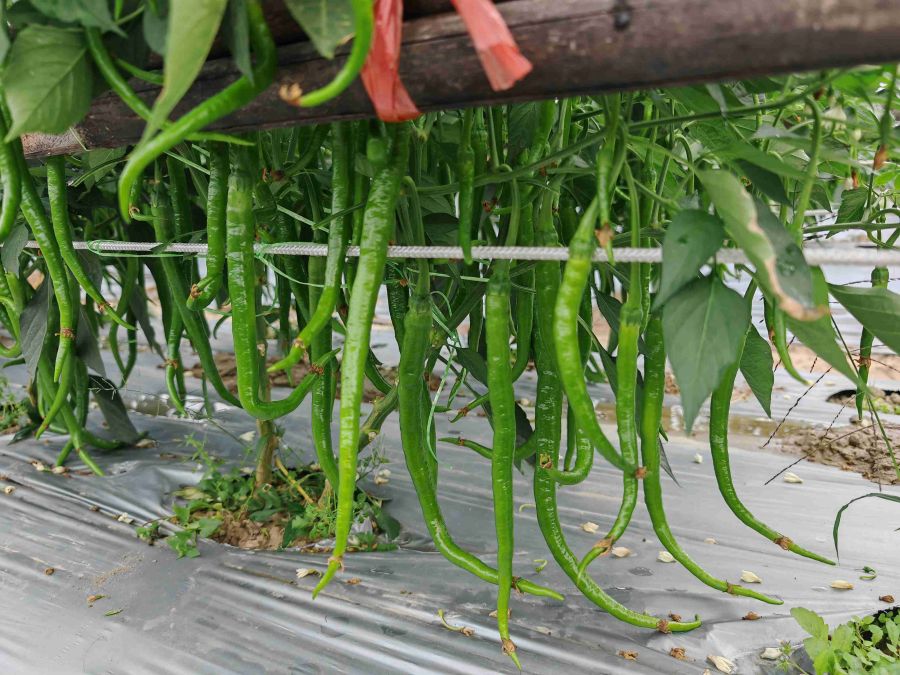 GZP23110线椒（预告）