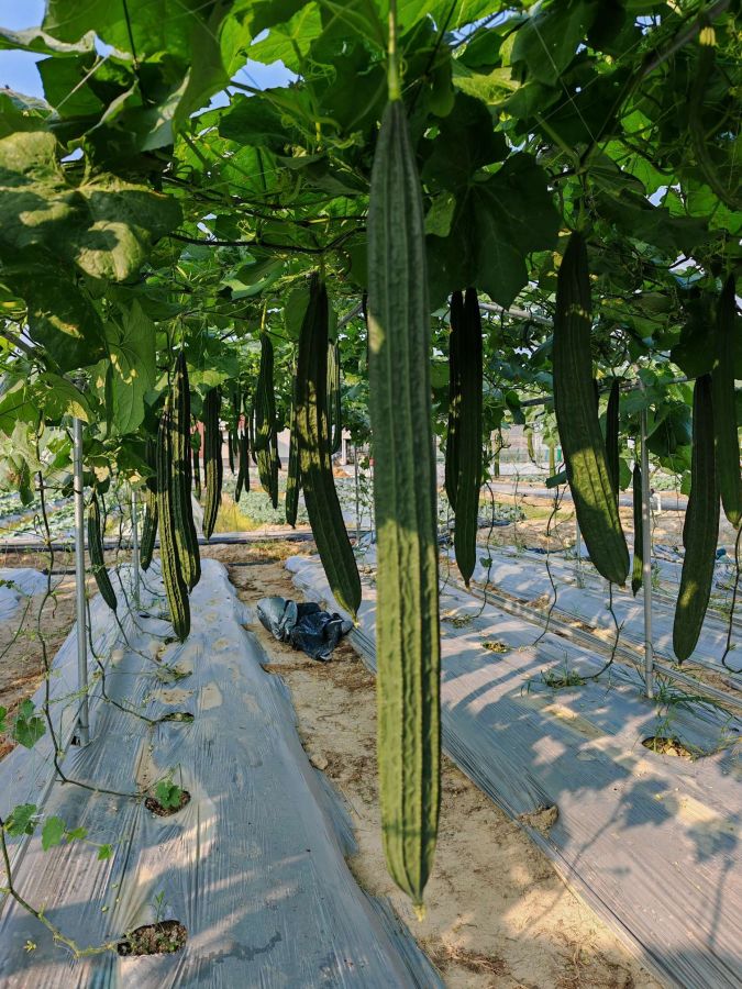 GL-4087丝瓜（预告）