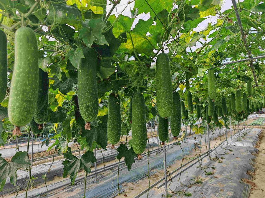 无妆翡翠28号节瓜（预告）