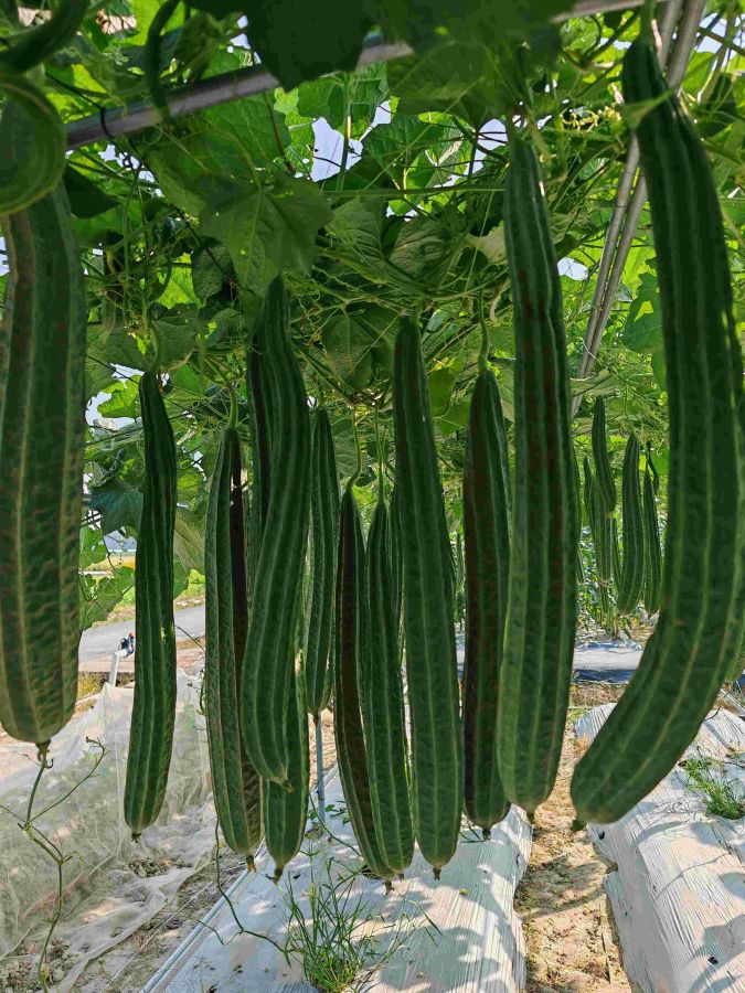 嘉门丝瓜（预告）