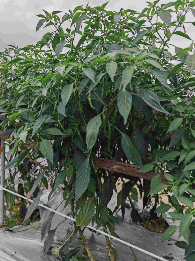 GL3533辣椒（预告）