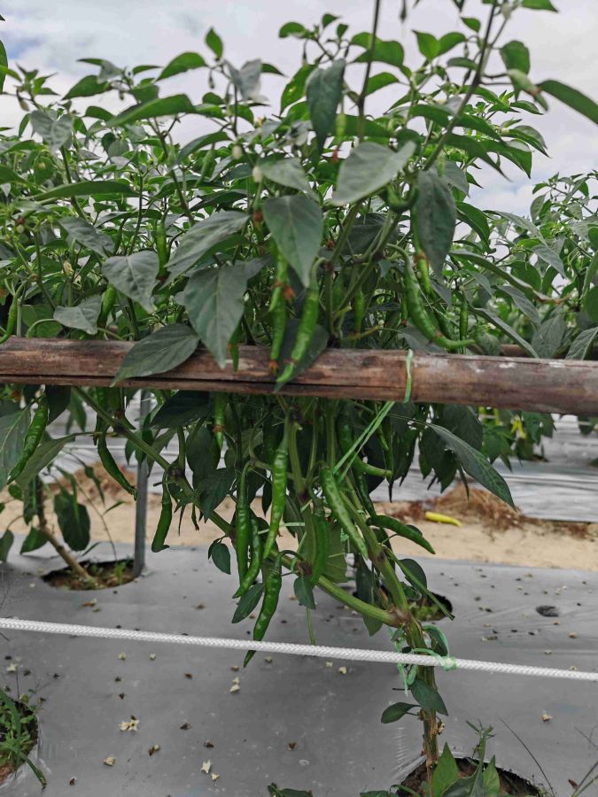 GL3534辣椒（预告）