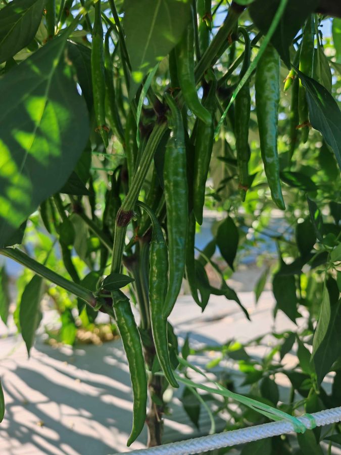 GL3536辣椒（预告）