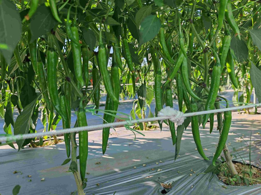 GL3537辣椒（预告）