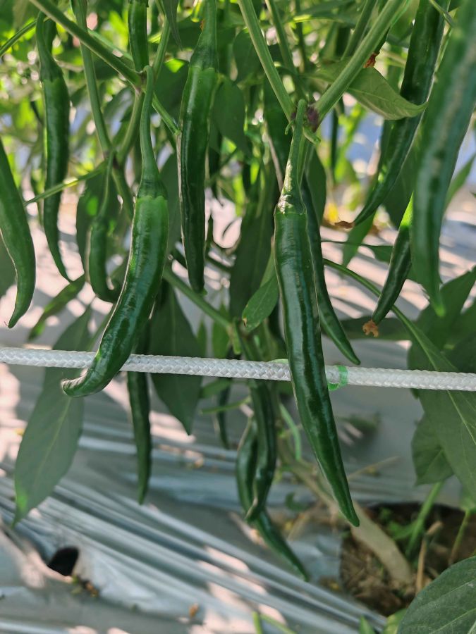 GL3538辣椒（预告）