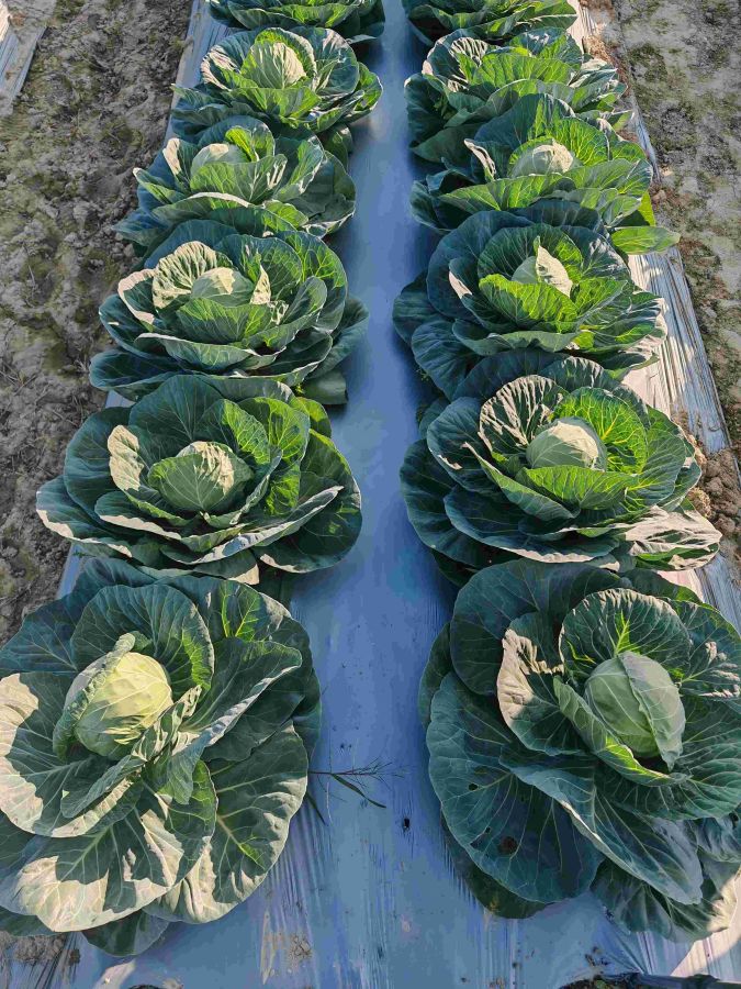 GLX-25703甘蓝（预告）