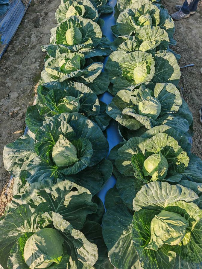 GLX-25702甘蓝（预告）