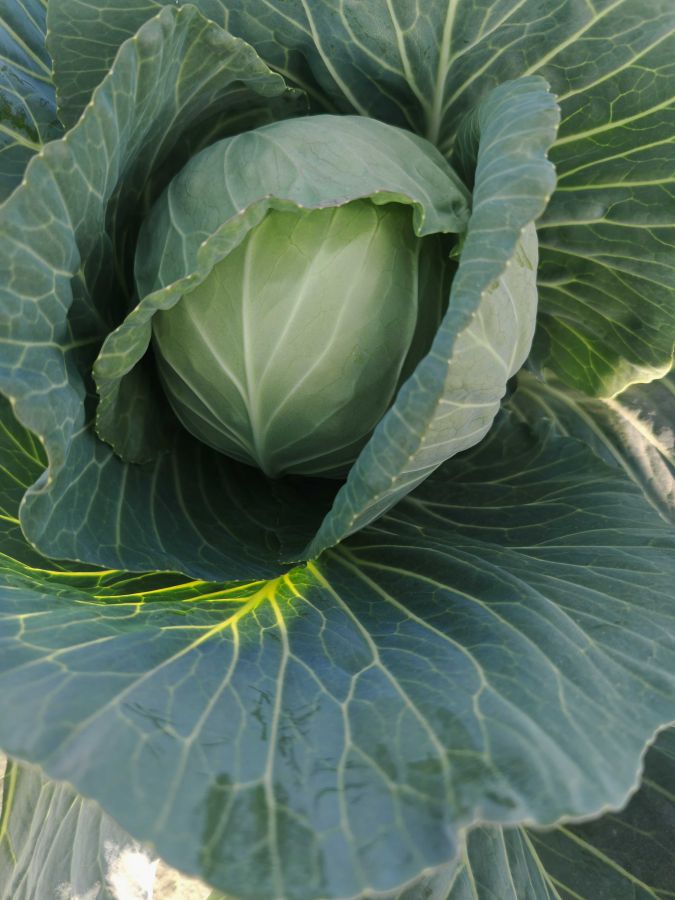 GLX-23702甘蓝（预告）