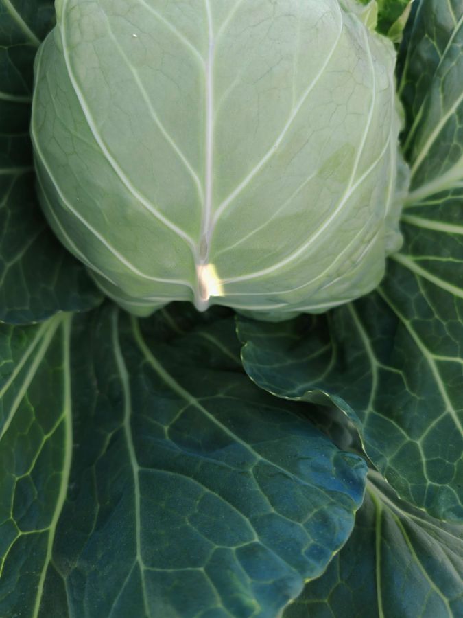 GLX-25705甘蓝（预告）