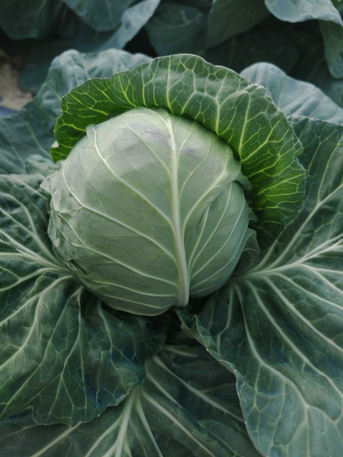 GLX-25701甘蓝（预告）