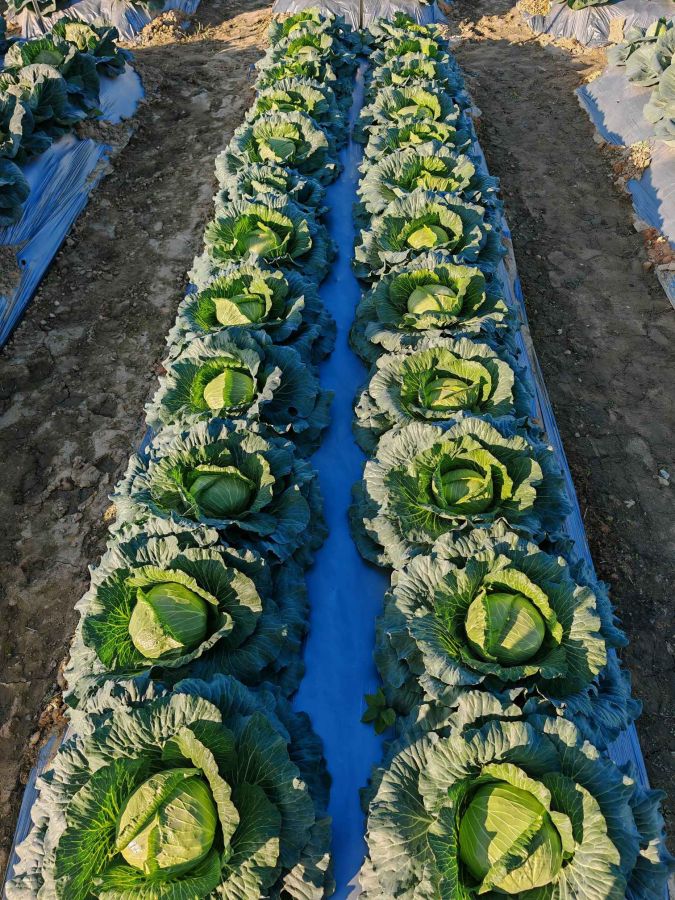 GL-25602甘蓝（预告）