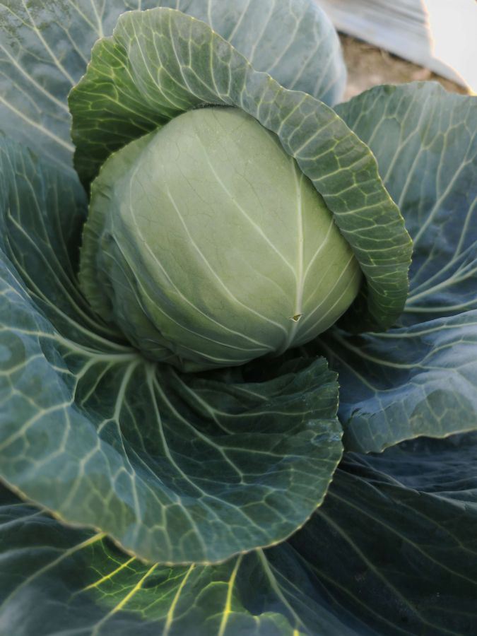 GLX-23703甘蓝（预告）