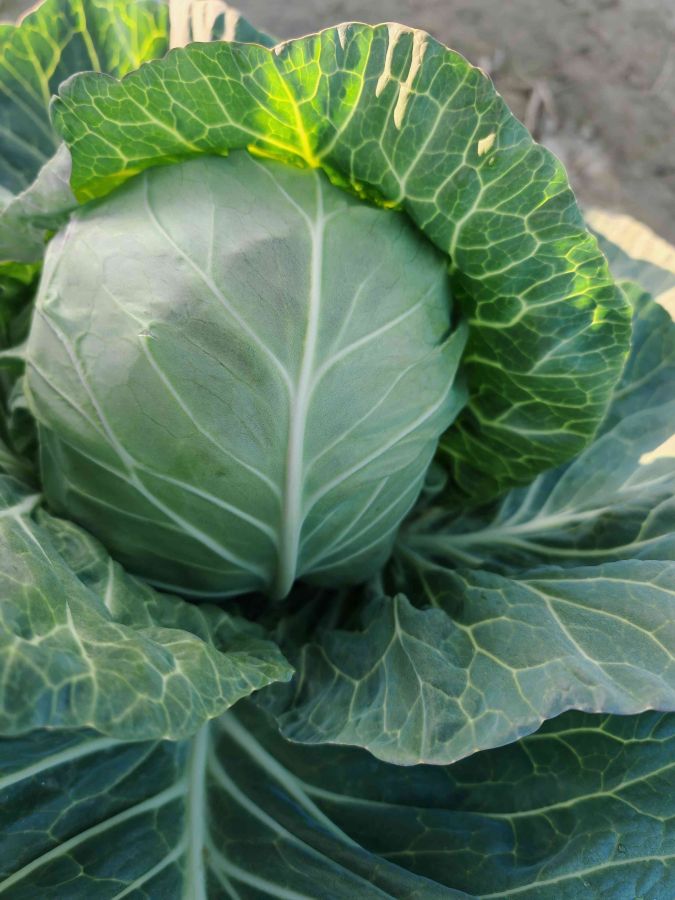 GLX-25708甘蓝（预告）