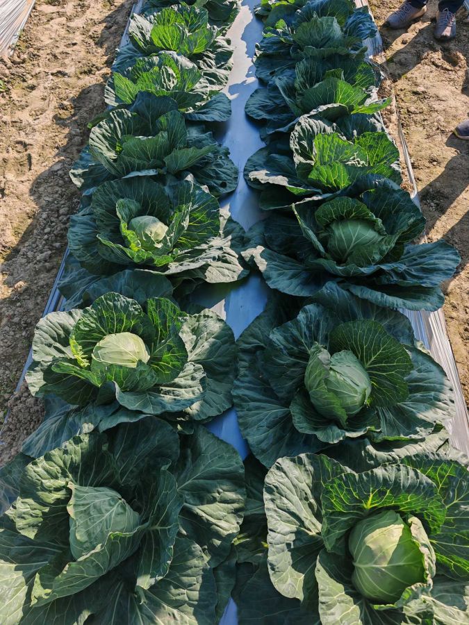 GLM-25901甘蓝（预告）