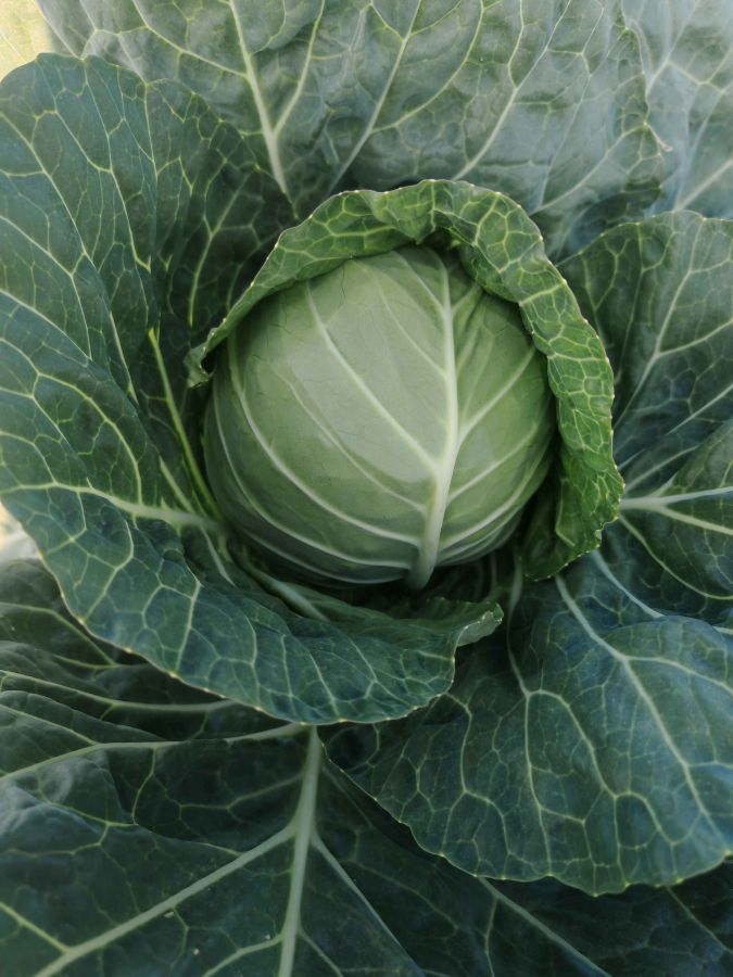 GLM-25902甘蓝（预告）