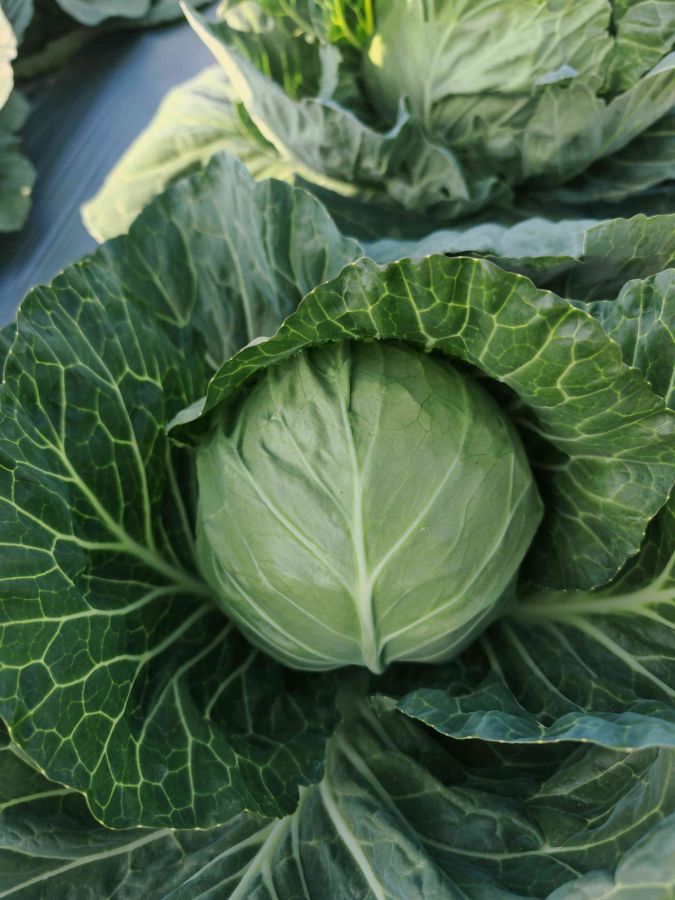 GLE-25903甘蓝（预告）