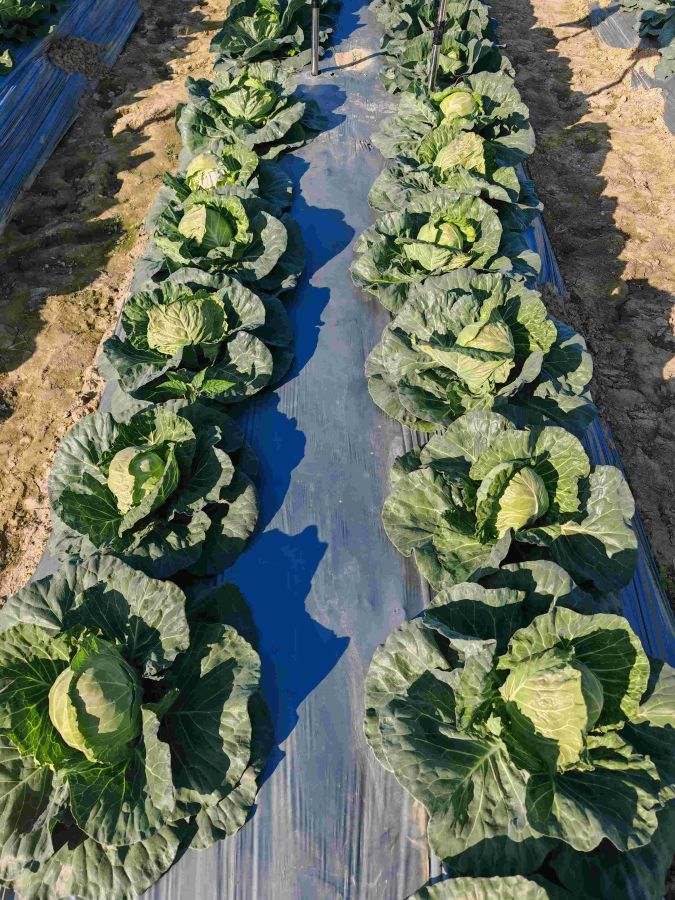 GLE-25905甘蓝（预告）