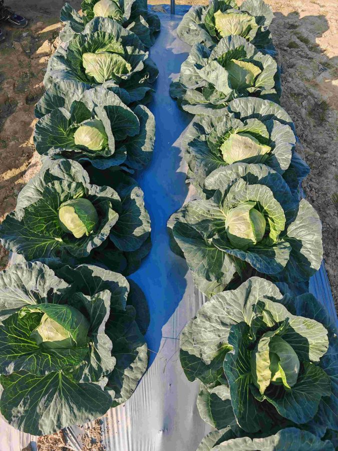 GLE-25906甘蓝（预告）