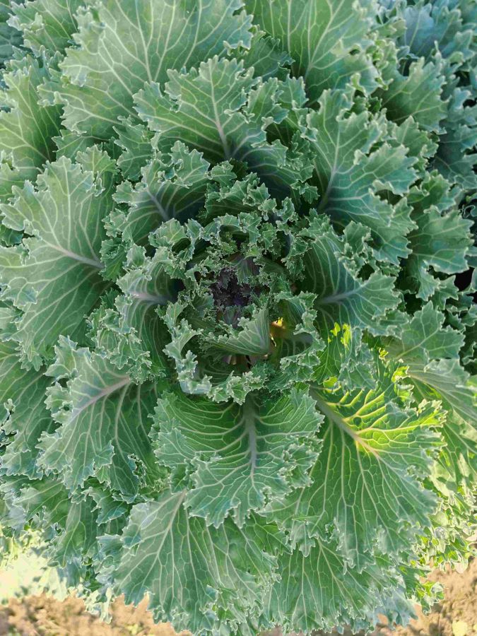 GL-YK-13（预告）