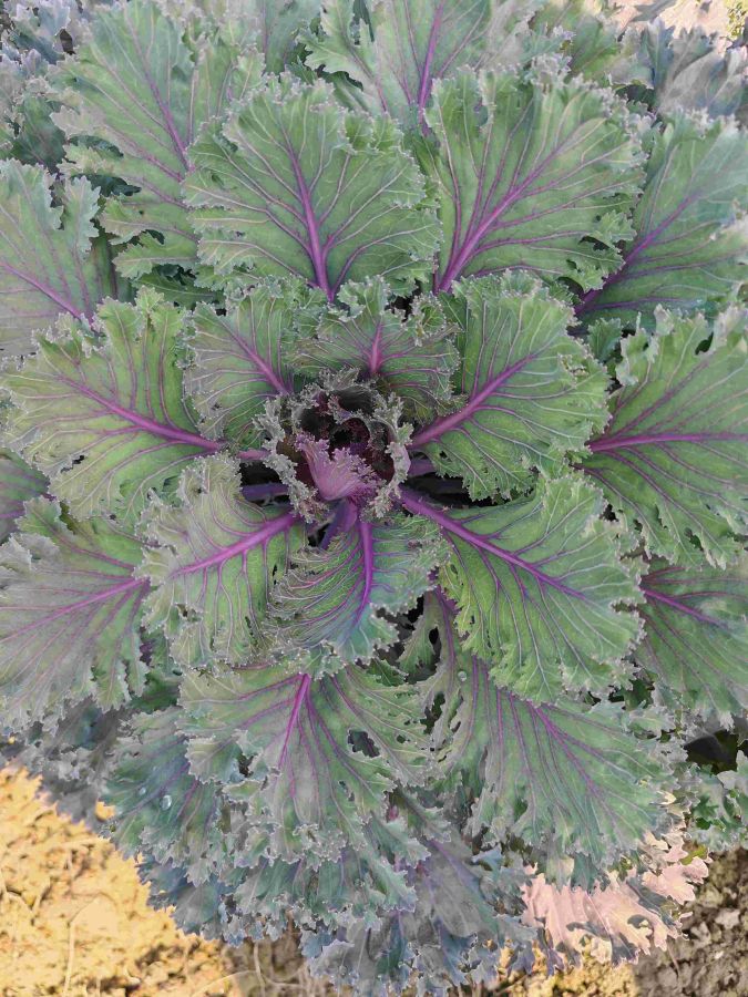 GL-YK-16（预告）