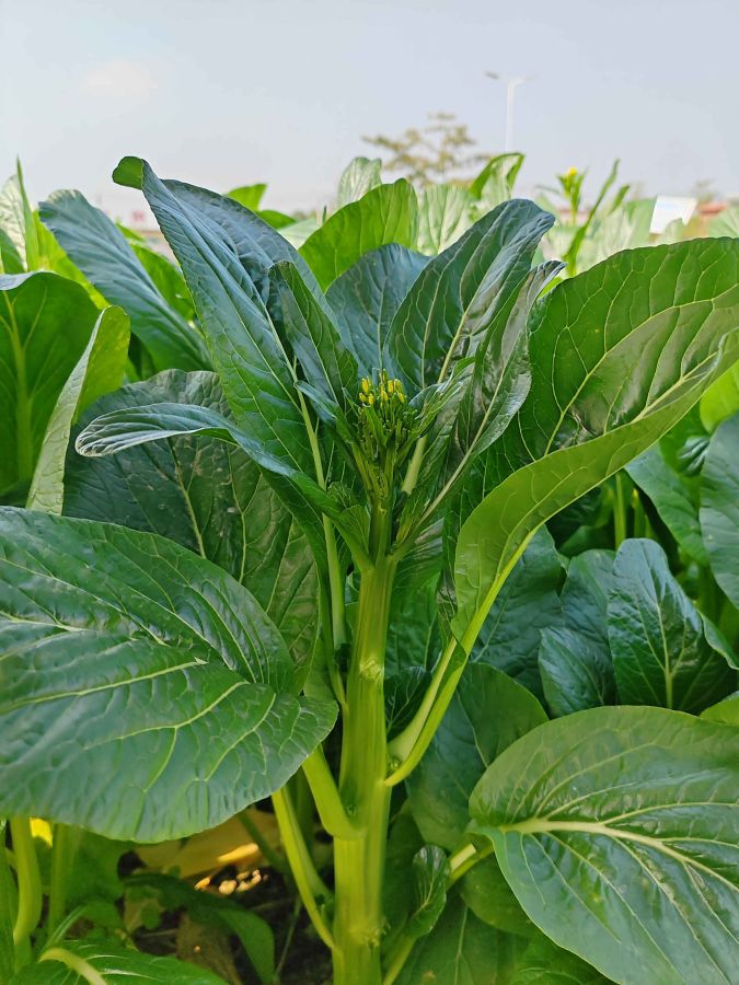 青兰菜心（预告）