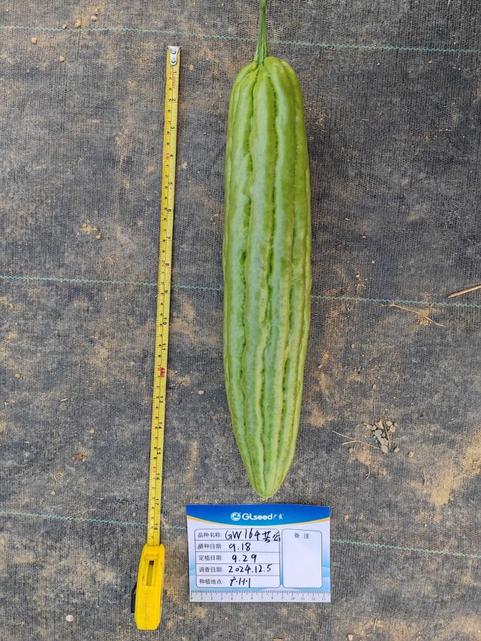 GW164苦瓜（预告）