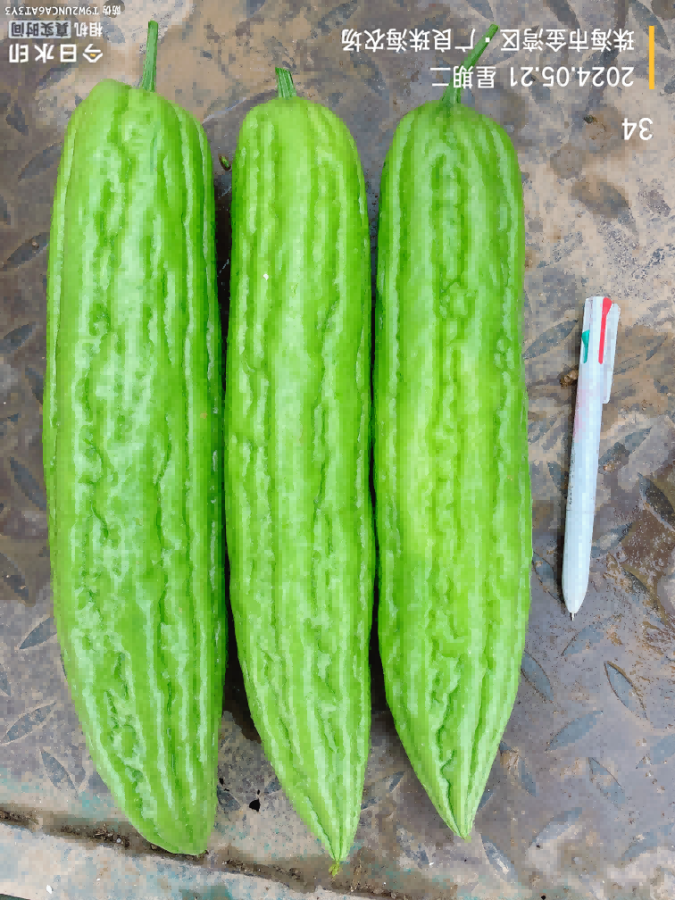 ZH2175Y苦瓜（预告）