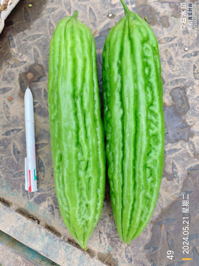 ZH2181Y苦瓜（预告）