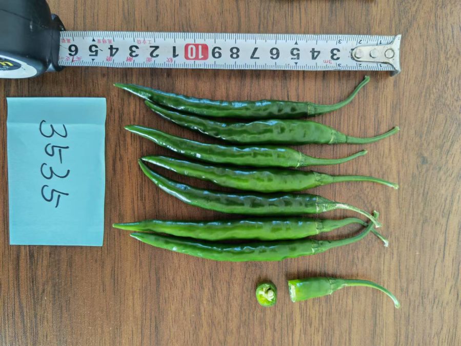 GL3535辣椒（预告）